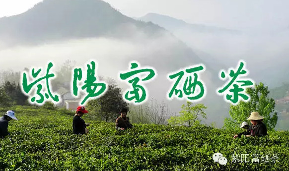 紫陽(yáng)富硒茶生產(chǎn)