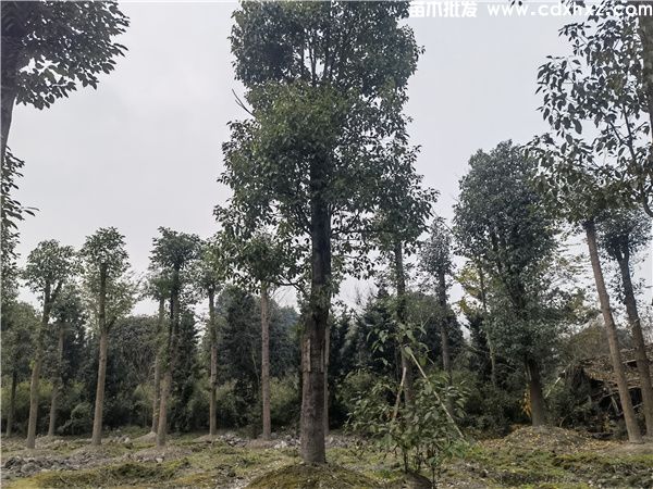 香樟树