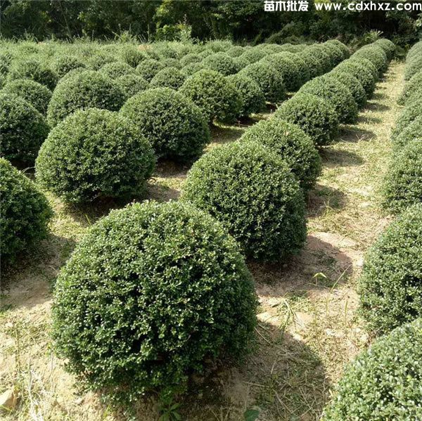 龟甲冬青球图片