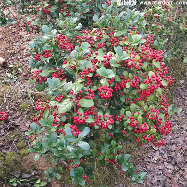 无刺枸骨球图片