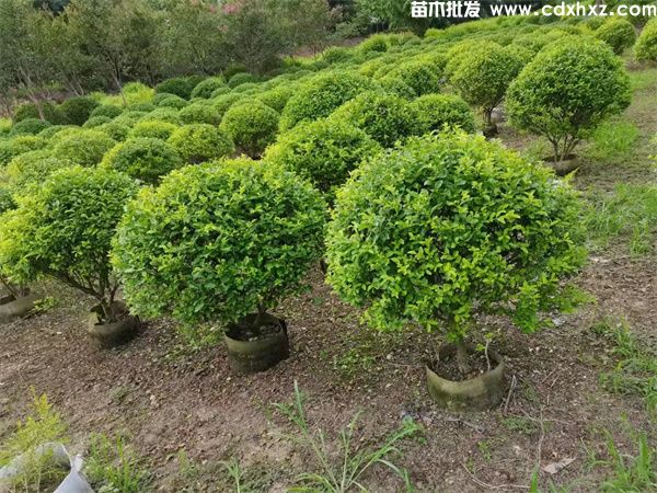 金禾女贞球基地实拍图片