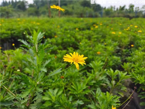 木春菊基地实拍图片