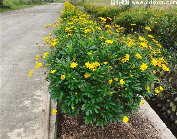 木春菊基地实拍图片