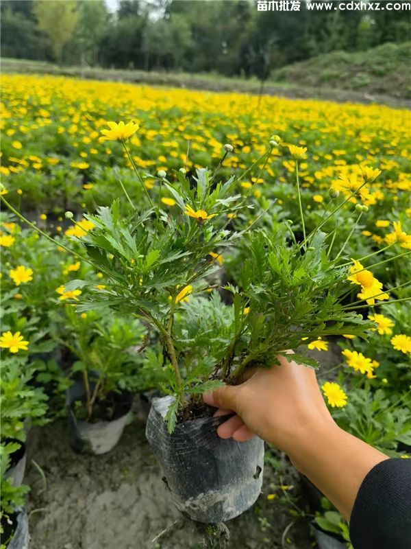 木春菊基地实拍图片