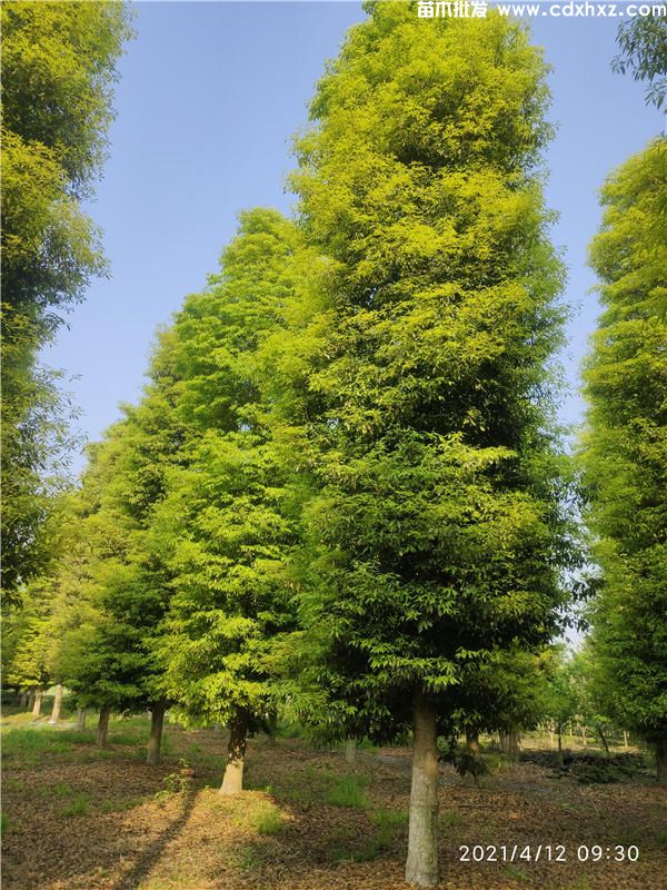 重庆有种植桢楠的基地吗？