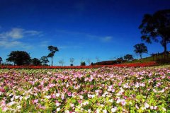 雏菊花海