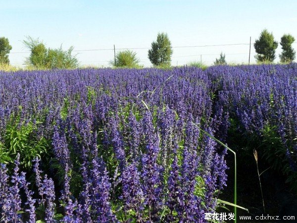 墨西哥鼠尾草实拍