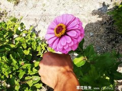 百日草和太阳花哪个更好养？