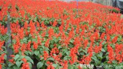 一串红什么季节开花？