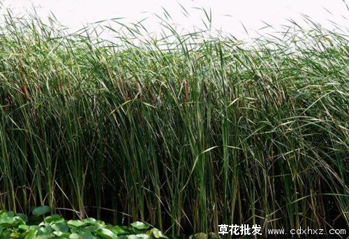 水菖蒲图片基地实拍图