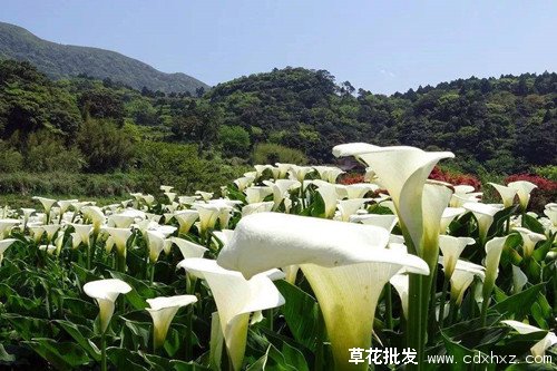 马蹄莲图片基地实拍图