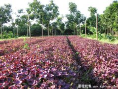 适合南方地区种植宿根花卉