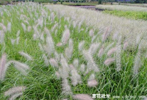 两年生草花有哪些