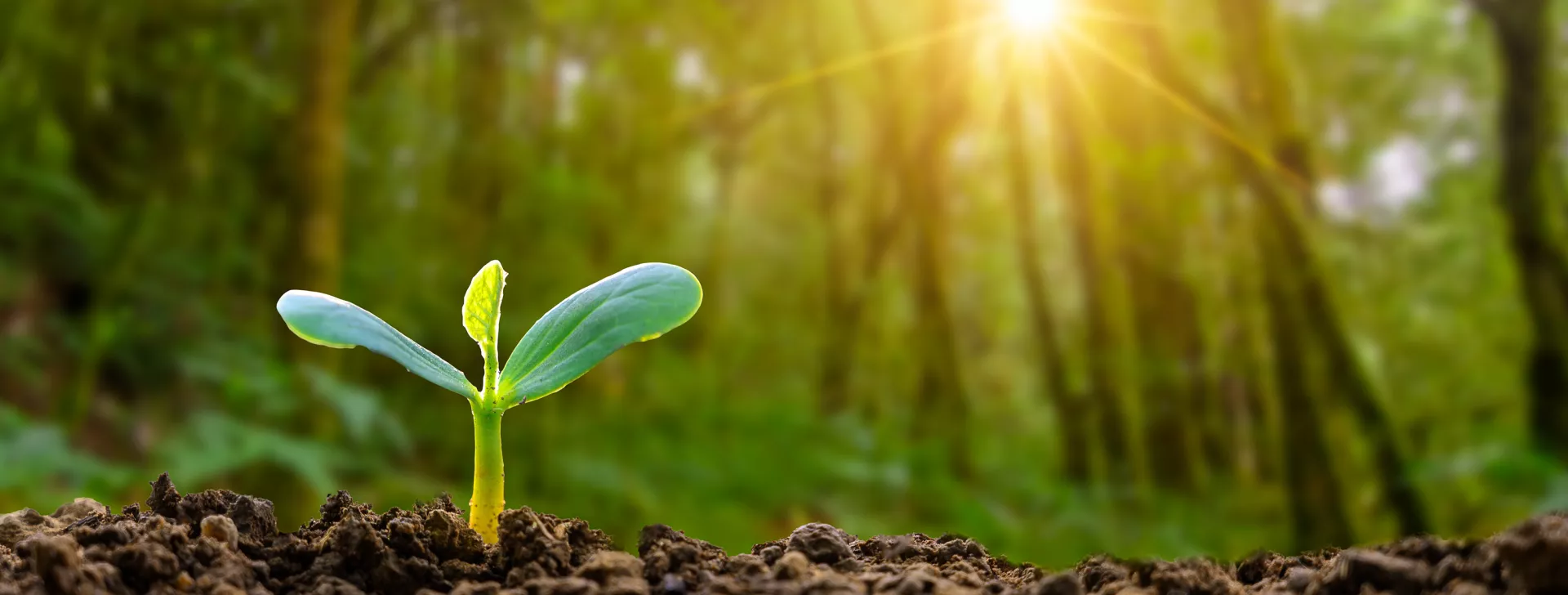 Planting seedlings young plant in the morning light on nature background