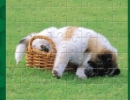 子犬のジグソーパズルゲーム プレイフル パピー アウトドア パズル