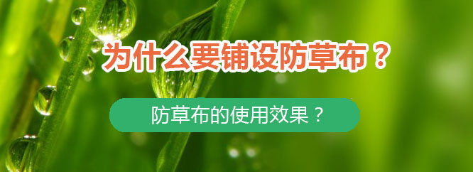 為什么要鋪設(shè)防草布？防草布的使用效果