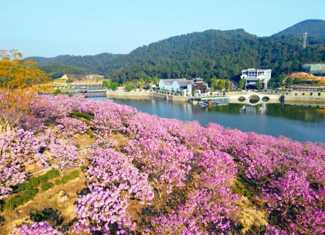 鸿业集团鸿园花海欢迎您！