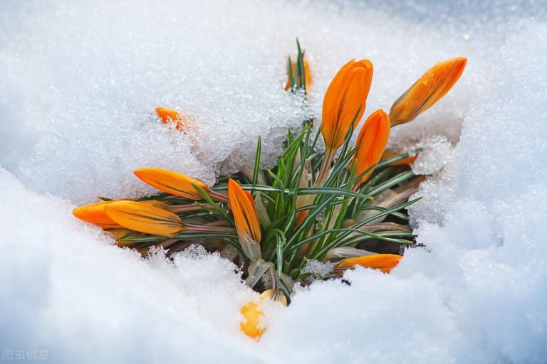 雪水澆花好不好（澆花好處多)