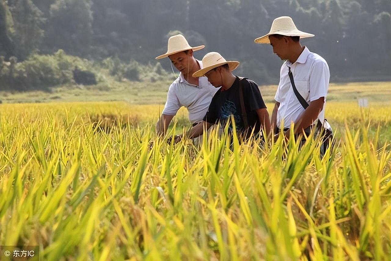 地補取消，農業(yè)補貼停發(fā)，農民種地意愿大打折扣