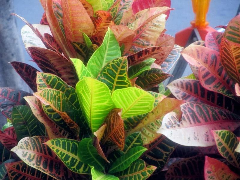 變葉木色彩斑斕，是比較流行的一種景觀(guān)植物
