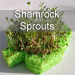 Shamrock Sprouts