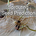 Sprouting Seed Activity