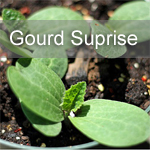 Gourd Surprise