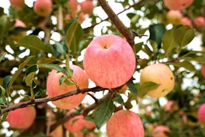 Shaanxi: ricco raccolto di mele regala sorrisi ai frutticoltori