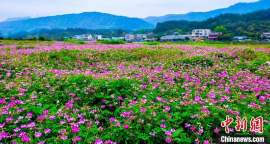 3月15日、満開を迎えた広西壮（チワン）族自治区桂林市霊川県公平湖畔のレンゲ草（撮影・楊宗盛）。