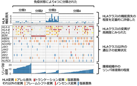 マイクロサテライト不安定性大腸がんの免疫・ゲノム解析