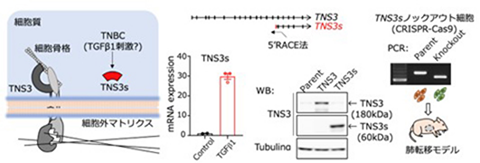 TNS3のショートフォームバリアントの機能解析の概略