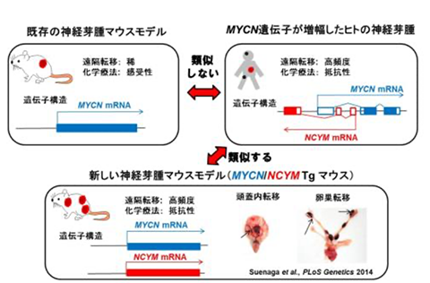 進化腫瘍学 図1