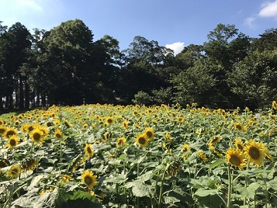 富里市末廣牧場ひまわり