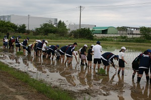 横一列に並んで苗を植える写真