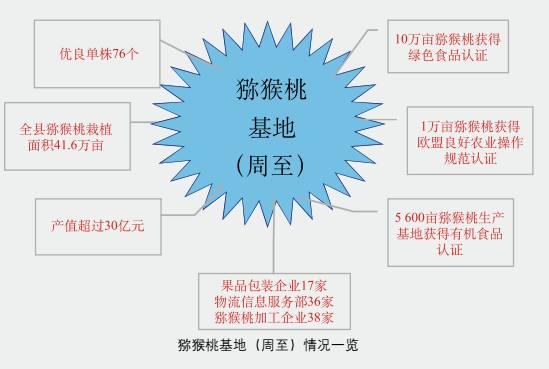 你真懂中国猕猴桃产业吗？目前存在的五个思考