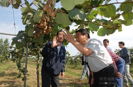 今年是湖南花垣县十八洞村猕猴桃挂果第2年