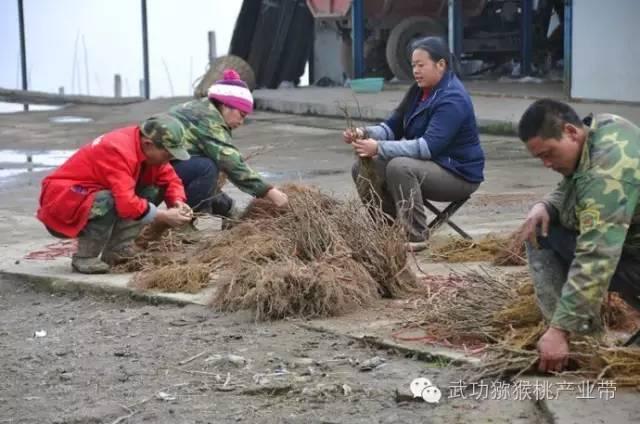 猕猴桃苗市场大，或将出现一苗难求现象