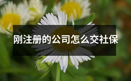 刚注册的公司怎么交社保