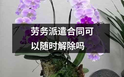 劳务派遣合同可以随时解除吗