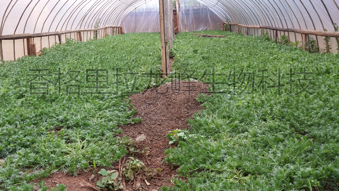 種植基地