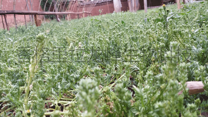 原生態(tài)育種種植基地