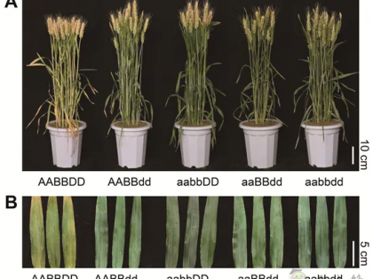 科研進展丨具有高產和氮高效利用潛力的小麥新種質誕生