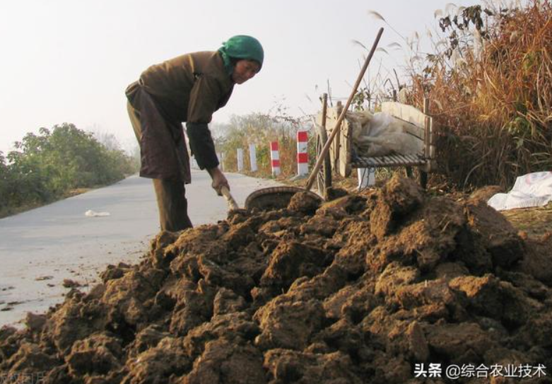 曬干的豬糞牛糞雞糞可以代替化肥嗎？