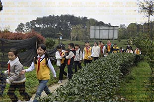 东城根街小学丨春游踏春季，小小制茶师