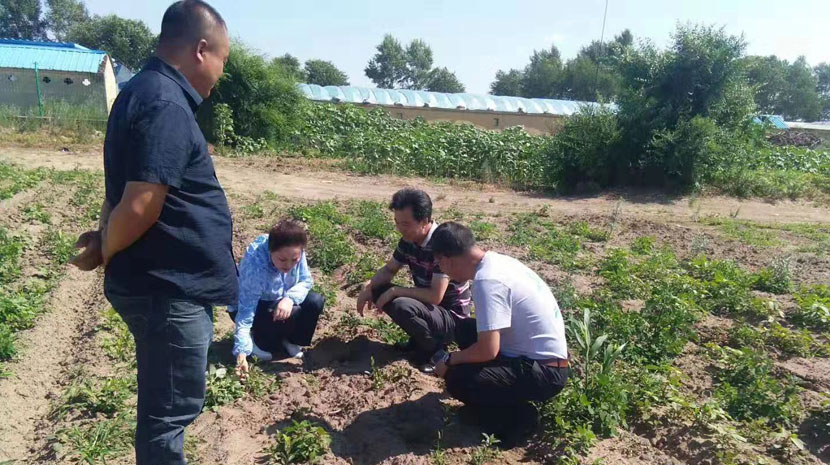 热列欢迎太极集团董事会党委书记，副书记监事长张春红，种植公司总经理何山及大安林业局局长陈保军一行到我公司尊龙凯时，苍术种植基地考察指导。