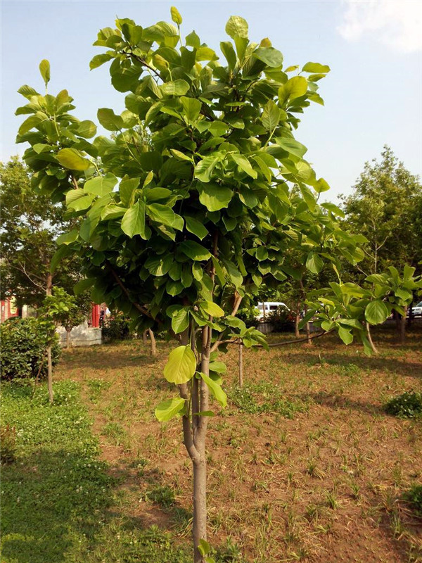 菩提树