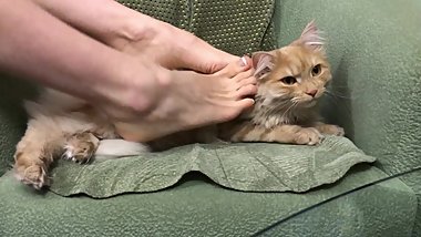 Cat footslave. I'm stroking and play with cat using my foot