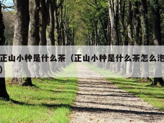 正山小种是什么茶（正山小种是什么茶怎么泡）