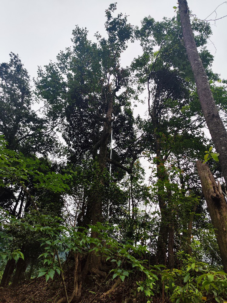 古樹防雷--守護(hù)綠色遺產(chǎn)，共筑防雷安···