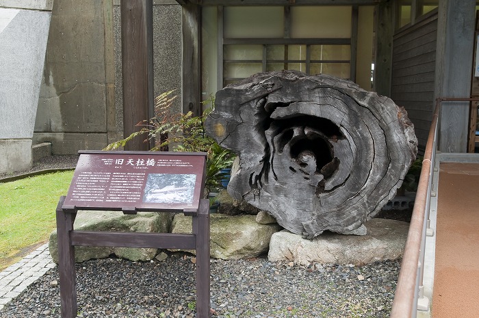 丸太で比べる各地の杉